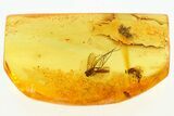 Two Fossil Scuttle Flies and a Fungus Gnat In Baltic Amber #284563-1
